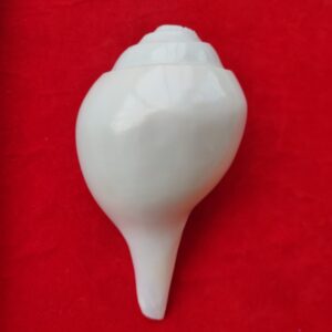 Natural Blowing Shankh white conch shell for puja