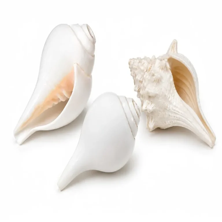 shankh ekam gems